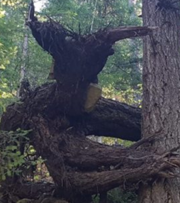 6 bijzondere bomen