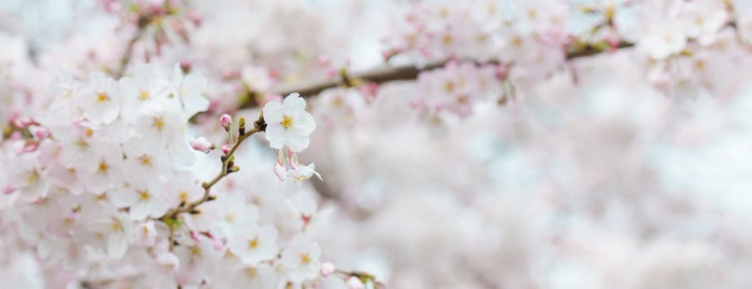 Drie keer genieten van bloemen