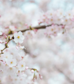 Drie keer genieten van bloemen