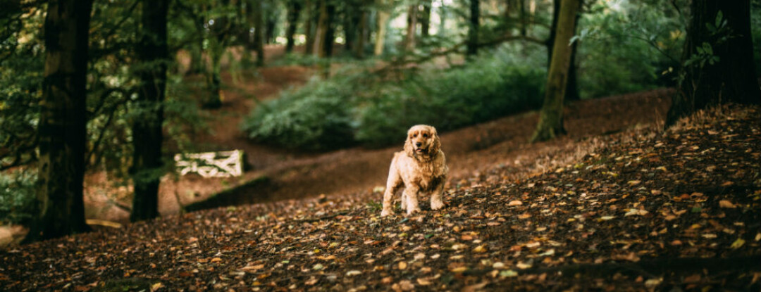 ‘Zo ver gaat de trouw van een hond’