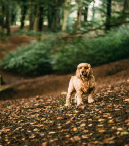 ‘Zo ver gaat de trouw van een hond’