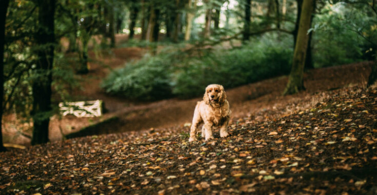 ‘Zo ver gaat de trouw van een hond’