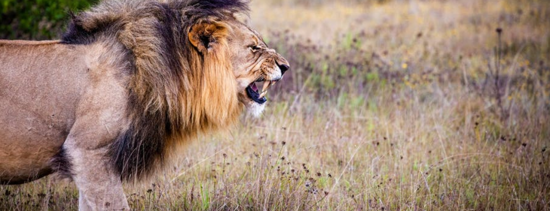 De mooiste dierenfoto’s