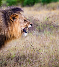 De mooiste dierenfoto’s