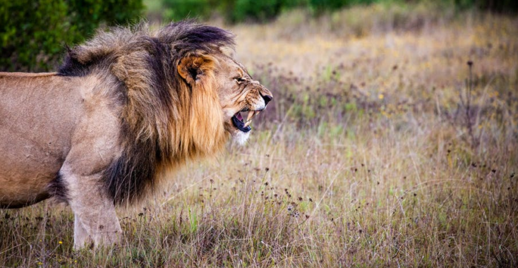 De mooiste dierenfoto’s