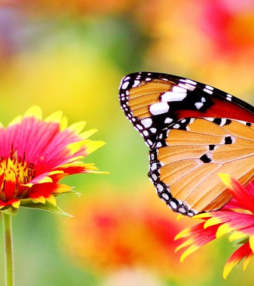 In een tuin vol vlinders