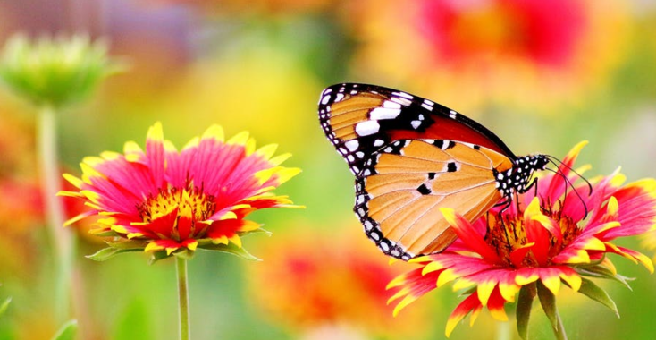 In een tuin vol vlinders