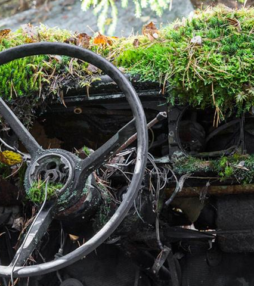 Moeder natuur overwint