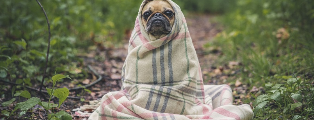 De grappigste dierenfoto’s van 2018