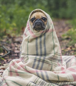 De grappigste dierenfoto’s van 2018