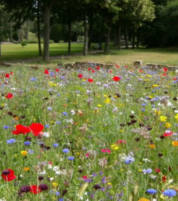 Zelfs niet-groene vingers gaan ervan jeuken