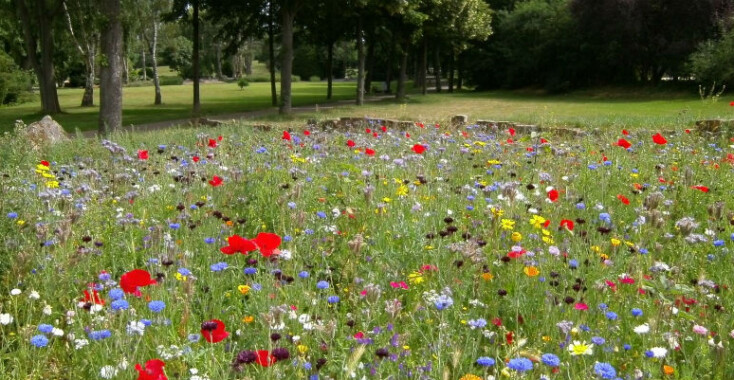 Zelfs niet-groene vingers gaan ervan jeuken