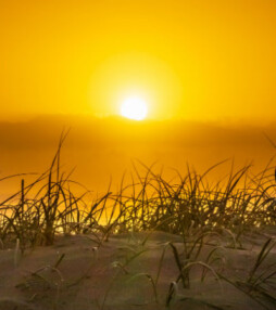 Hoera! Het wordt weer langer licht