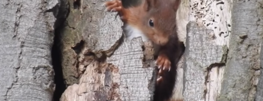 Kijken! Heerlijke beelden van jonge dieren in de lente.