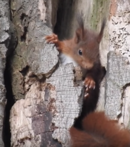 Kijken! Heerlijke beelden van jonge dieren in de lente.