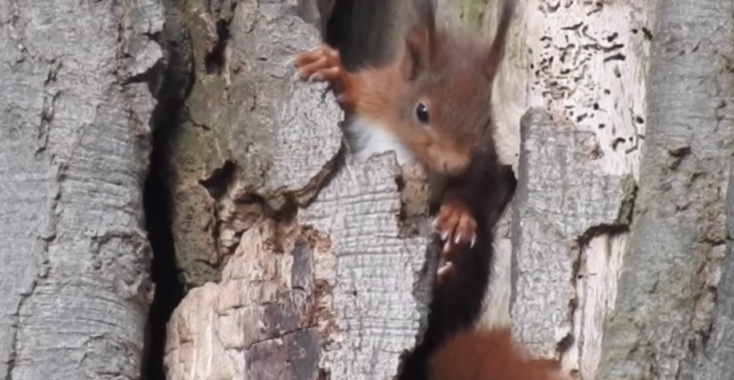 Kijken! Heerlijke beelden van jonge dieren in de lente.