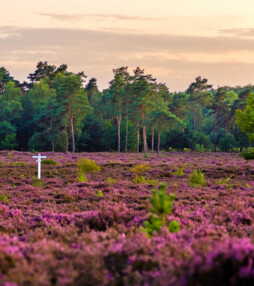 ‘Voor mooie natuur hóef je het niet ver te zoeken’