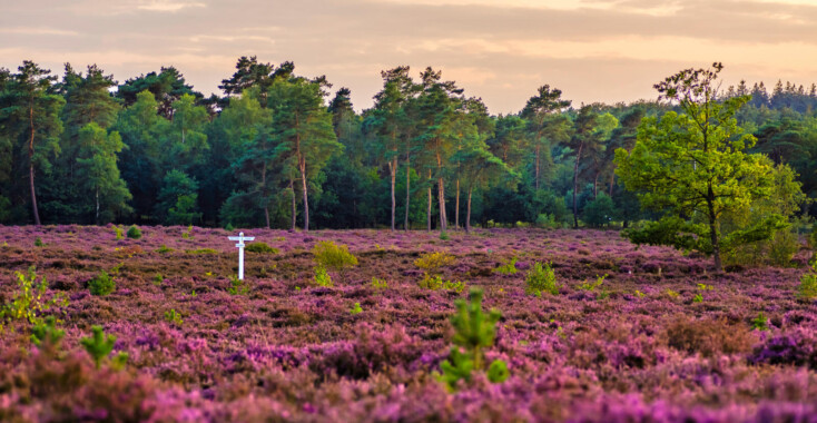 ‘Voor mooie natuur hóef je het niet ver te zoeken’