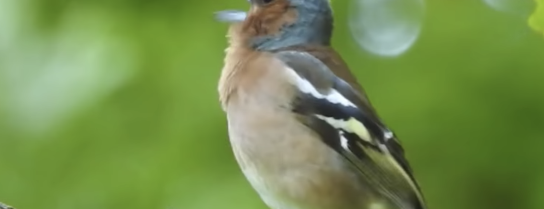 Handig! Korte (5 minuten!) cursus vogels herkennen