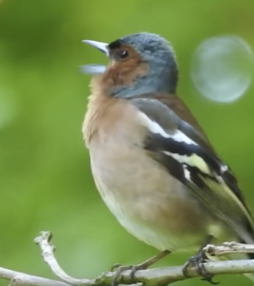 Handig! Korte (5 minuten!) cursus vogels herkennen