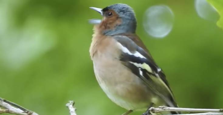 Handig! Korte (5 minuten!) cursus vogels herkennen