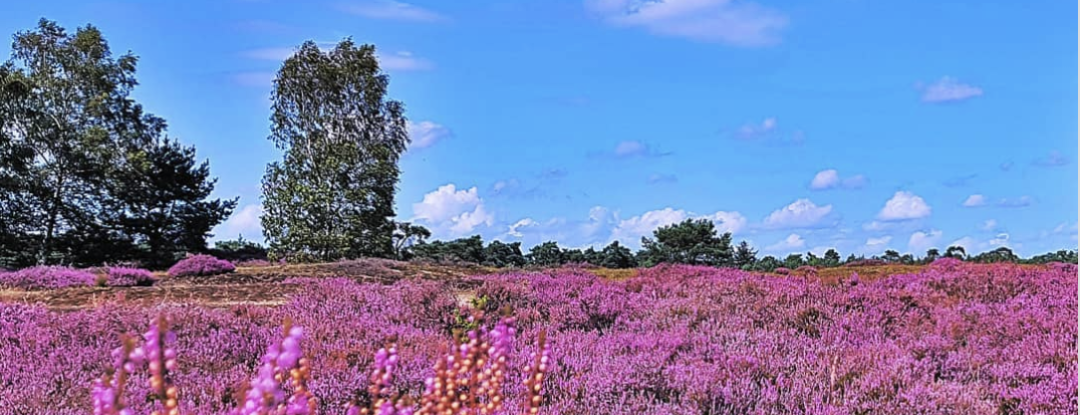 Fantastisch om te zien: zo mooi bloeit de hei zelden