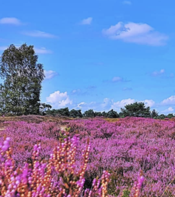 Fantastisch om te zien: zo mooi bloeit de hei zelden