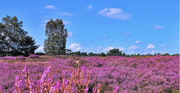 Fantastisch om te zien: zo mooi bloeit de hei zelden