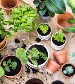 Het perfecte boek voor mensen zonder groene vingers