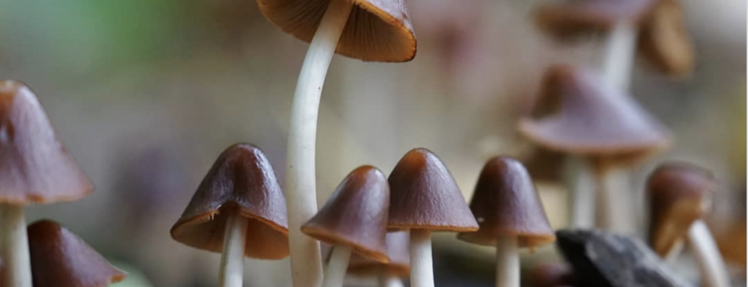 Rood met witte stippen en andere paddenstoelen die je kunt tegenkomen