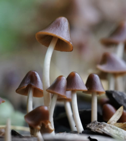 Rood met witte stippen en andere paddenstoelen die je kunt tegenkomen