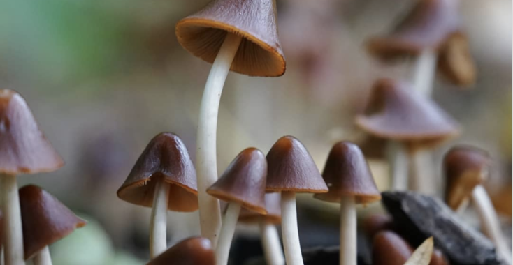 Rood met witte stippen en andere paddenstoelen die je kunt tegenkomen