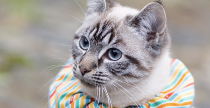 Poes naar buiten? Doe ‘m dit om en de vogeltjes blijven leven