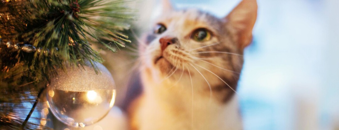 8 hilarische plaatjes van katten en kerstbomen