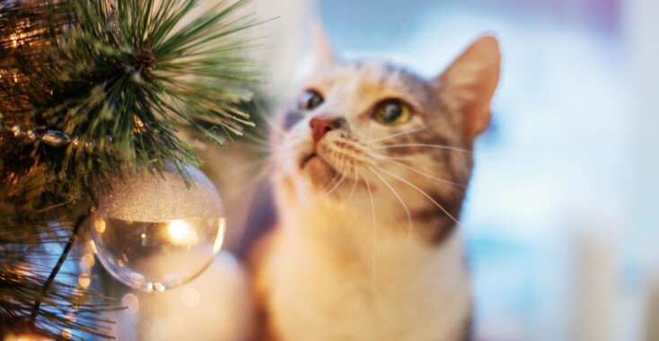 8 hilarische plaatjes van katten en kerstbomen