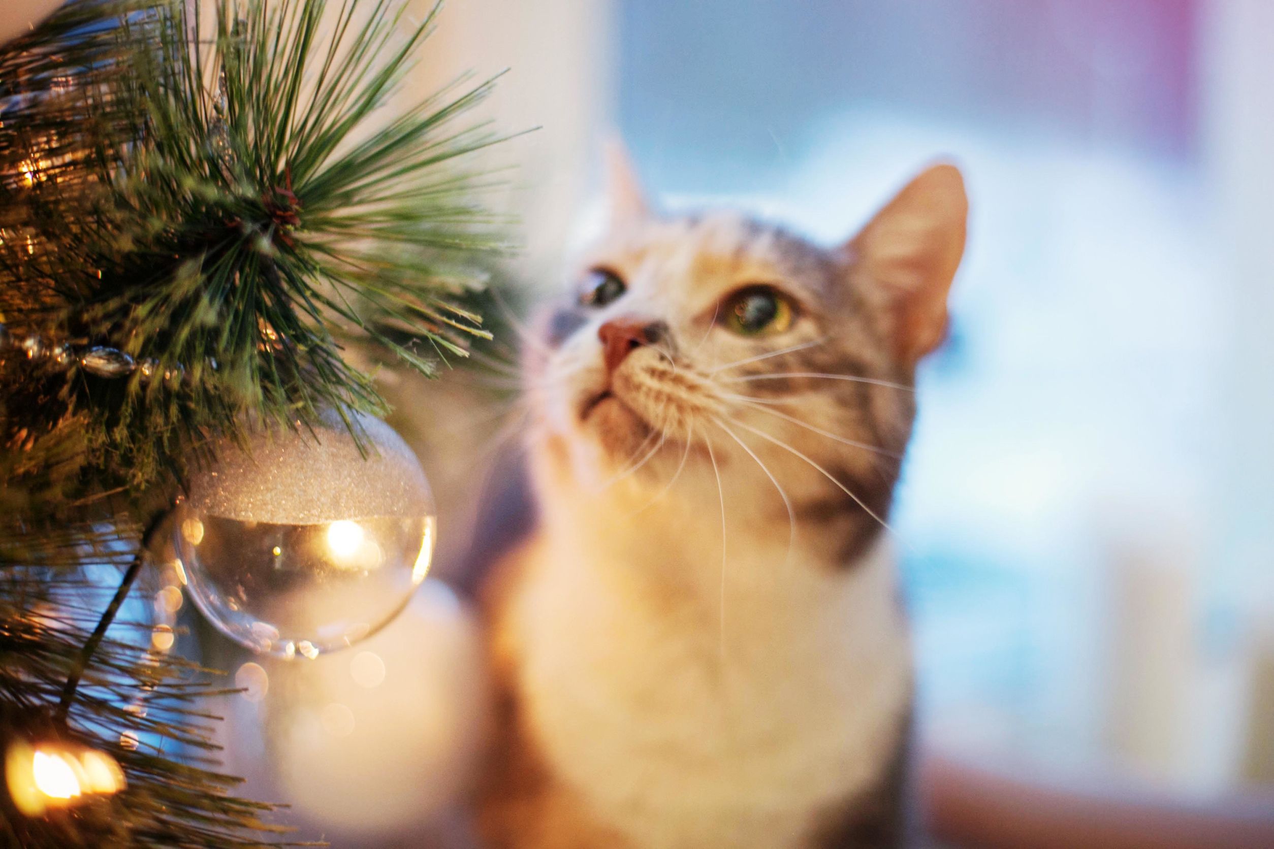 8 hilarische plaatjes van katten en kerstbomen Zin.nl