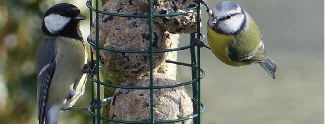 Zo komen er meer vogeltjes in je tuin