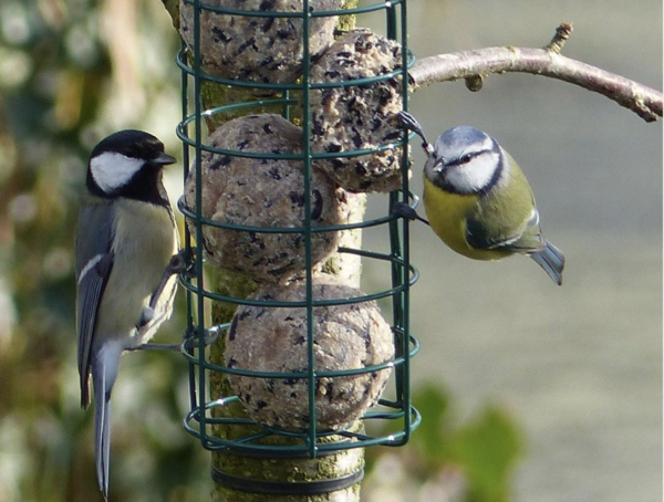 Zo komen er meer vogeltjes in je tuin Zin.nl