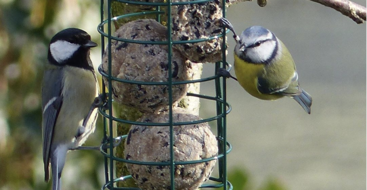 Zo komen er meer vogeltjes in je tuin