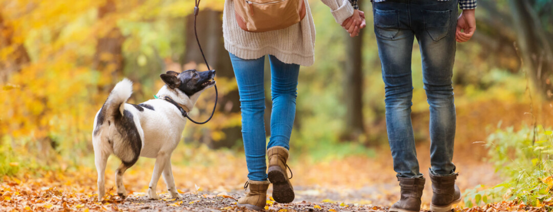 Wandelen is de haast uit je hoofd halen