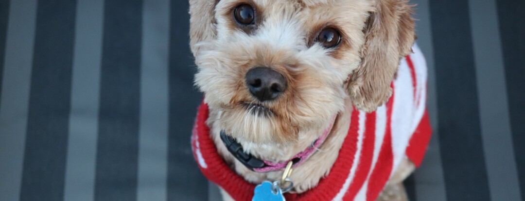 Deze honden geven het goede voorbeeld op Warme Truiendag