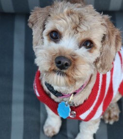 Deze honden geven het goede voorbeeld op Warme Truiendag