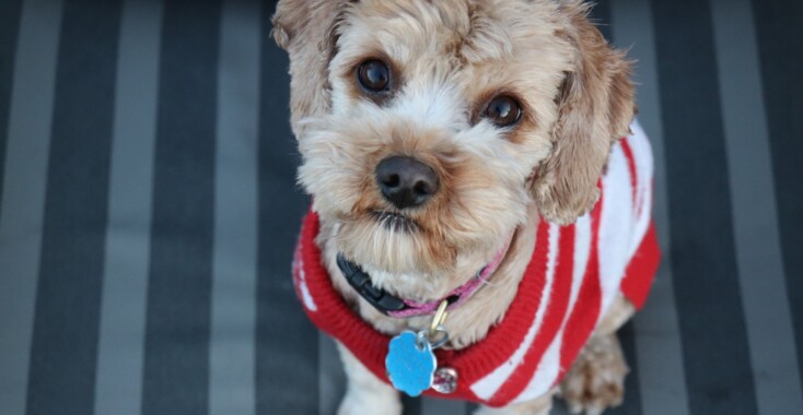 Deze honden geven het goede voorbeeld op Warme Truiendag