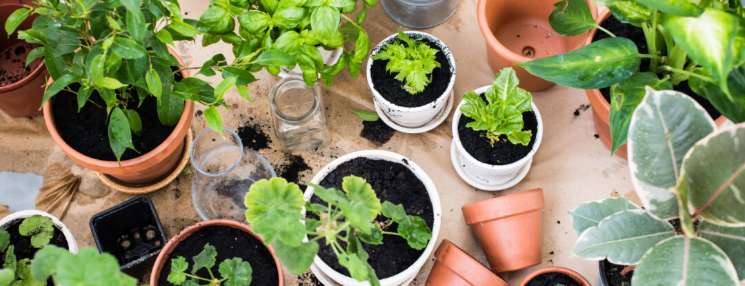 De Hortus Botanicus op je smartphone