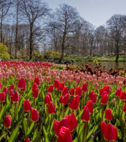 Keukenhof komt gewoon naar jou toe