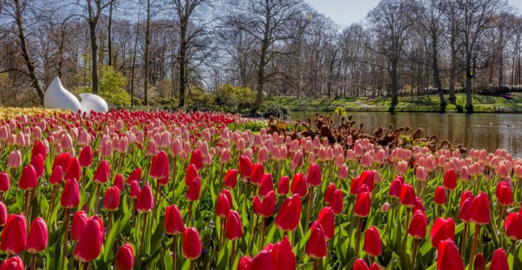 Keukenhof komt gewoon naar jou toe