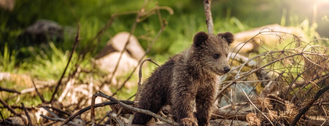 Deze dierenfoto’s moet je zien