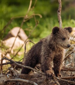 Deze dierenfoto’s moet je zien