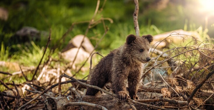 Deze dierenfoto’s moet je zien