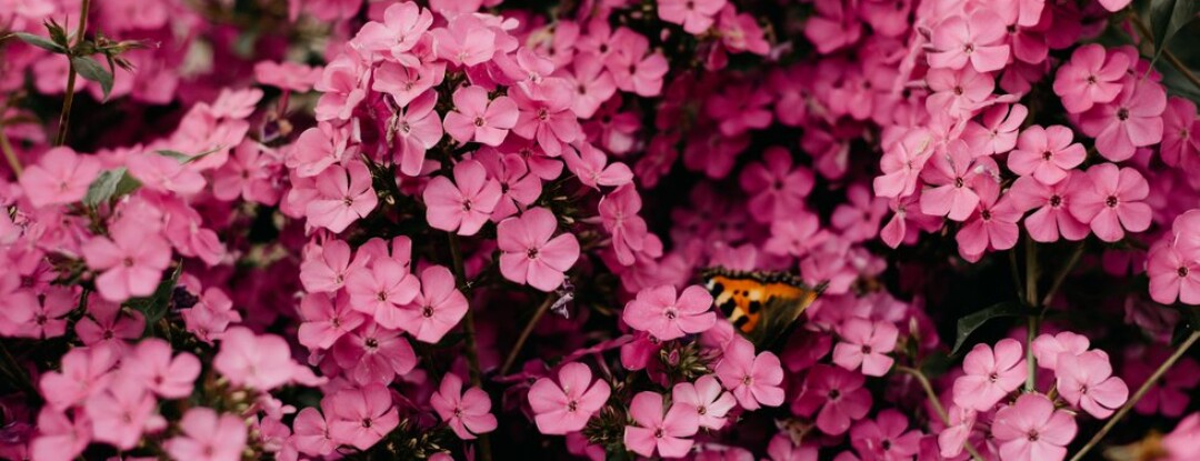 Heeft de natuur baat bij een lockdown?